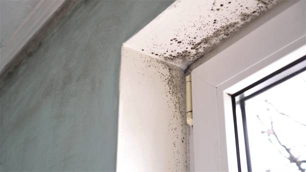 Trusted Harpersville, AL Mold Remediation Experts