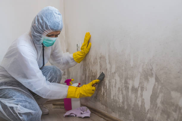 Best Basement Mold Remediation in Harpersville, AL