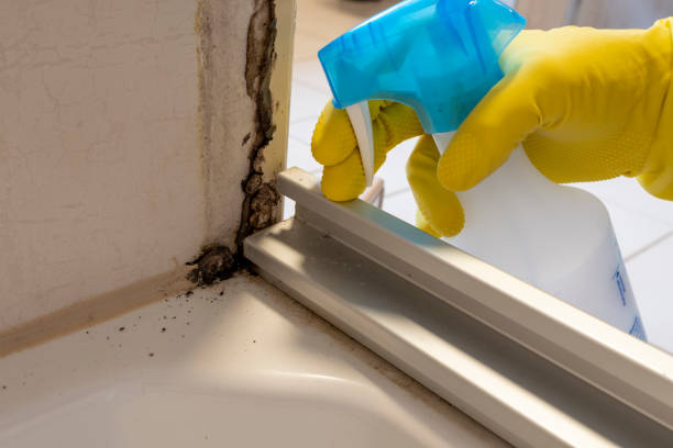 Best Attic Mold Remediation in Harpersville, AL