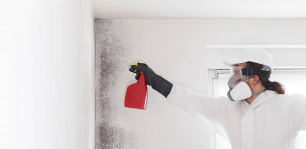 Best Bathroom Mold Remediation in Harpersville, AL