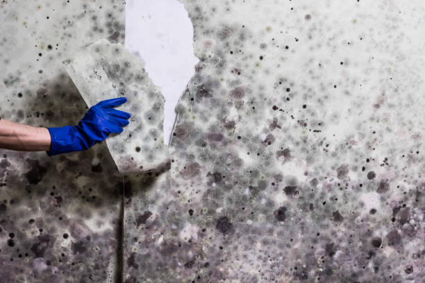 Reliable Harpersville, AL Mold Remediation Solutions