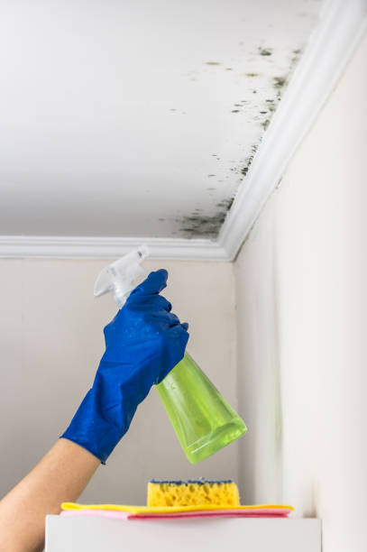 Best Residential Mold Remediation in Harpersville, AL